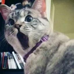 娱乐吃瓜君和猫,娱乐公司大佬顾星时与神秘闻樾的传奇故事