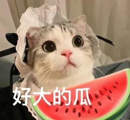 娱乐吃瓜君猫咪老师,娱乐吃瓜君的趣味解读