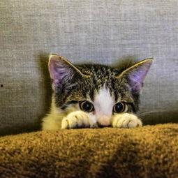 娱乐吃瓜酱猫条,揭秘娱乐圈那些不为人知的幕后故事