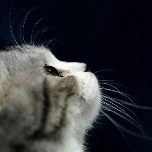 娱乐吃瓜君罗小猫,娱乐吃瓜界的“猫界网红”