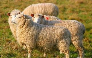 吃瓜娱乐酱羊羊,吃瓜娱乐界的甜蜜小能手