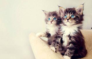 娱乐吃瓜酱猫咪视频