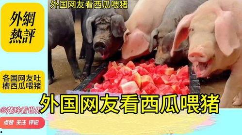 小猪娱乐吃瓜直播间视频,揭秘娱乐圈幕后故事